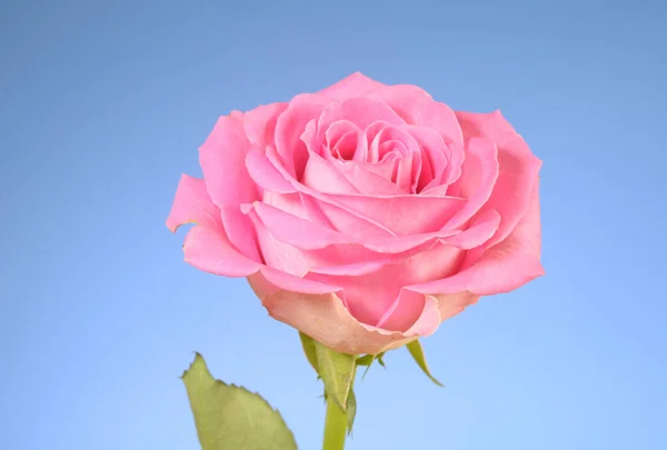 Rose Flower Flower Single One Salmon Color Pink Pink Rose — Stock Photo, Image
