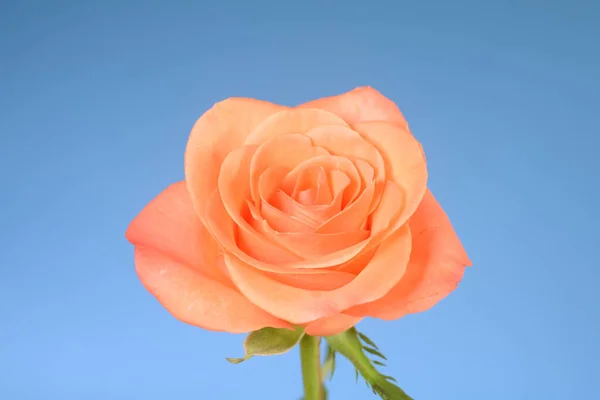 Rosa Flor Flor Solo Uno Color Salmón Rosa Naranja Fondo — Foto de Stock