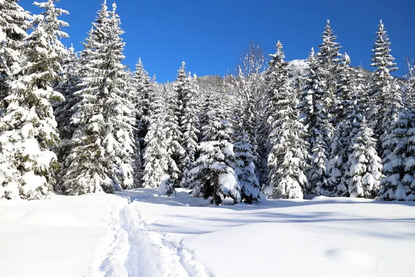 Floresta Inverno Árvores Cobertas Neve — Fotografia de Stock