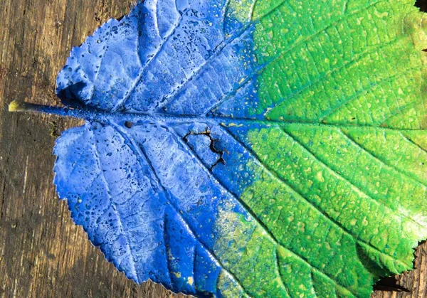 Folhas Verde Azuladas Sobre Fundo Madeira — Fotografia de Stock