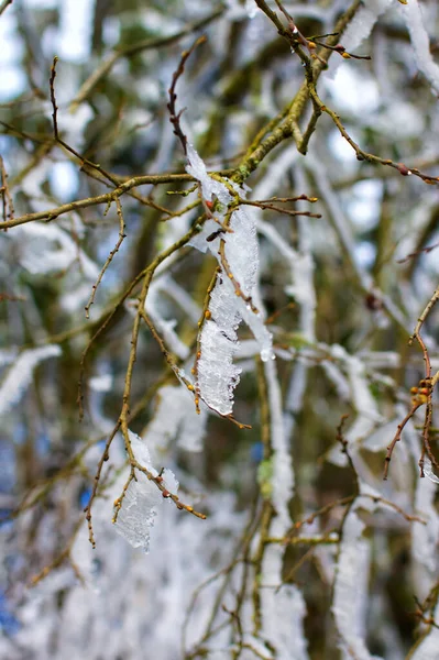 Зимові Враження Квасолі — стокове фото
