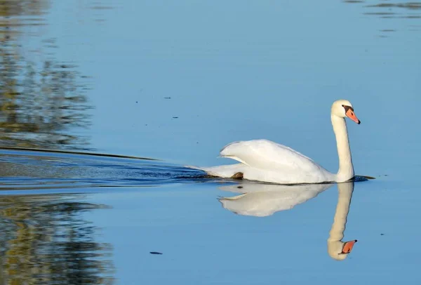 Vista Panorámica Los Cisnes Majestuosos Naturaleza —  Fotos de Stock