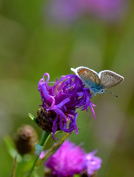 Vlinder Bloem — Stockfoto