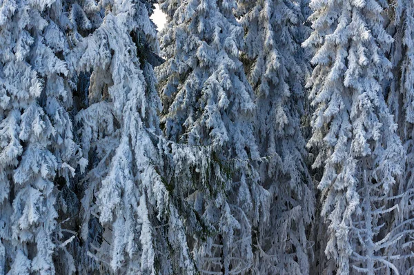 Impressões Inverno Sauerland — Fotografia de Stock