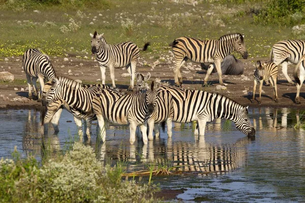 Zebra Csordák Ivott Koinacha Vízgyűjtő Etosha Nemzeti Park Namíbiában — Stock Fotó