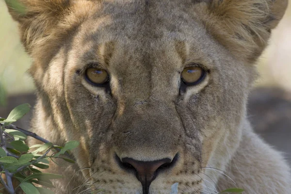 Retrato Una Leona Parque Nacional Etosha — Foto de Stock