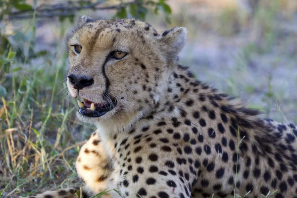 Hermoso Guepardo Grande Gato Sabana Salvaje Animal — Foto de Stock