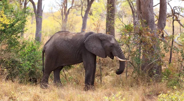 Olifant Kruger National Park Zuid Afrika — Stockfoto