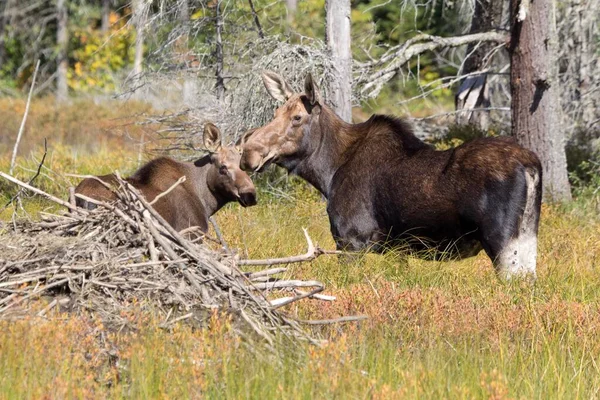 Elk Familie Algonquin Provincial Park Canada — Stockfoto