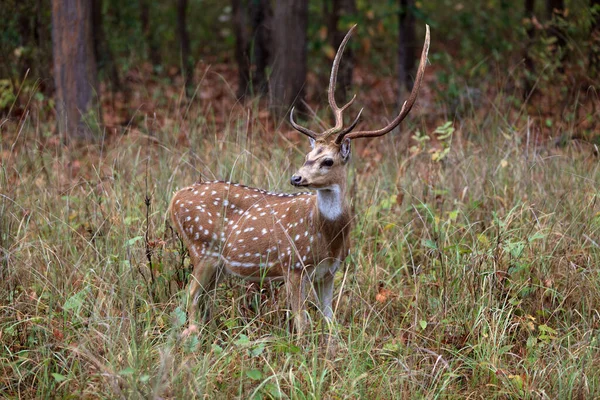 Damwild Wald — Stockfoto