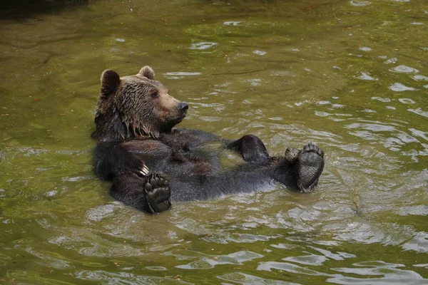 水中の褐色のクマは — ストック写真