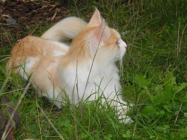 Maine Gato Casulo Casulo Principal Gato Maincoon Maincoon Gato Animal — Fotografia de Stock