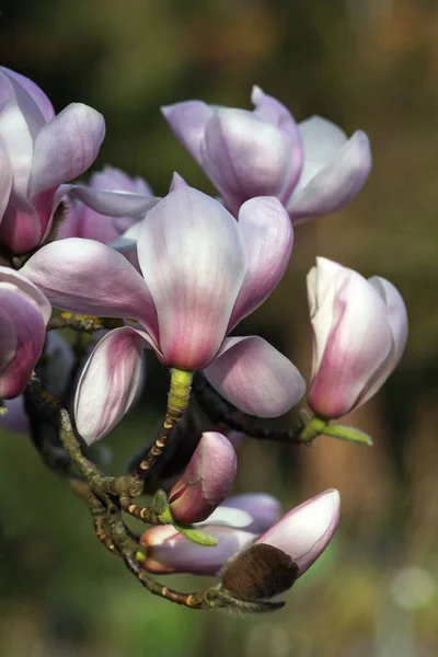 Květiny Magnolia Sprengeri Diva Kolín Nad Rýnem — Stock fotografie