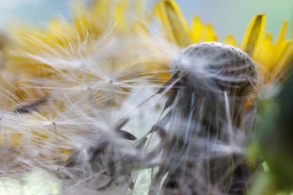 Belle Vue Sur Fleur Naturelle Pissenlit — Photo