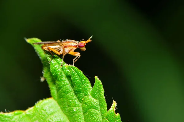 Close Dari Lalat — Stok Foto