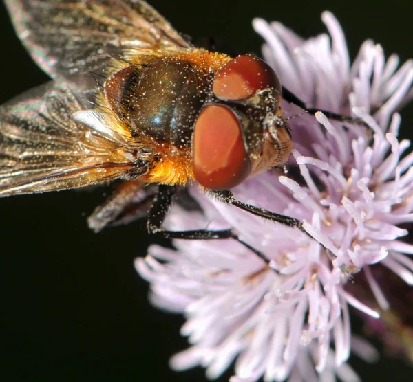 Close Fly — Stock Photo, Image