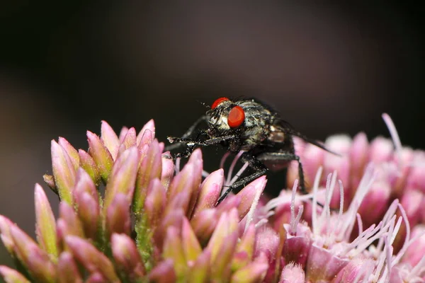 Close Fly — Stock Photo, Image