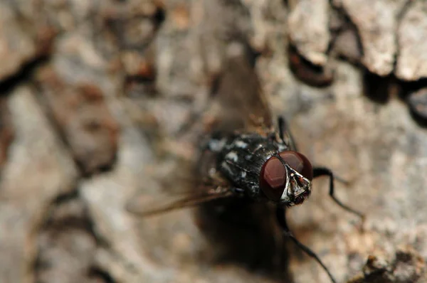 Primer Plano Una Mosca — Foto de Stock