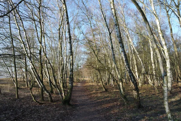 Hamburg Brzozy Boberger Niederung — Zdjęcie stockowe