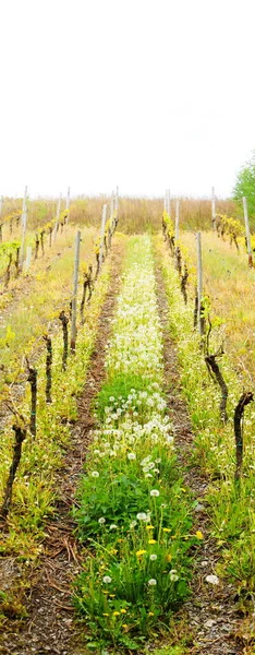 Wijngaard Het Voorjaar Met Uitgestoten Wijnstokken Puisten — Stockfoto