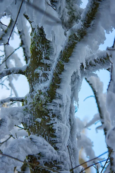 Impressioni Invernali Nel Sauerland — Foto Stock