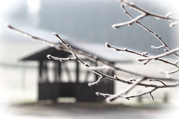 冬は雪に覆われた枝 — ストック写真