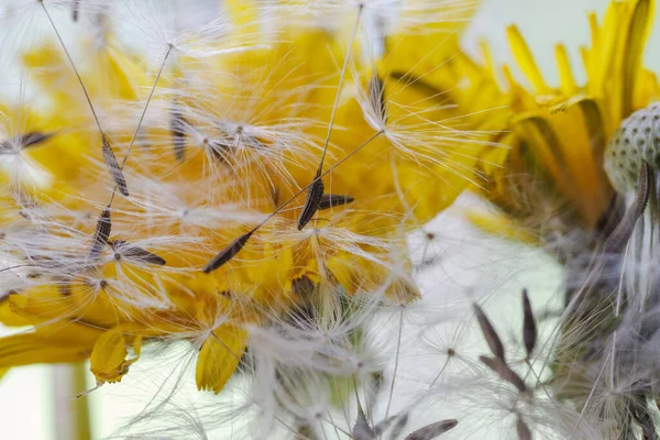 Belle Vue Sur Fleur Naturelle Pissenlit — Photo