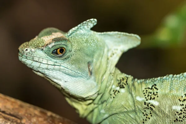 Yeşil Bir Iguanaya Yaklaş — Stok fotoğraf