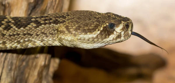 Cascavel Cobra Venenosa Animal — Fotografia de Stock