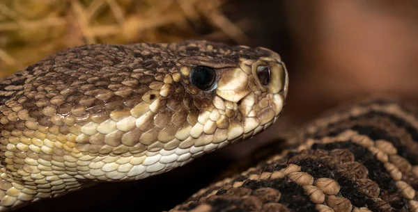 방울뱀 — 스톡 사진