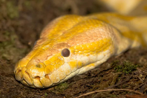 Schlange Tierwelt Schlangenhaut — Stockfoto