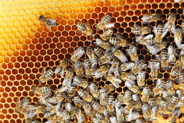 Nahaufnahme Von Bienen Auf Bienenwaben Bienenhaus — Stockfoto