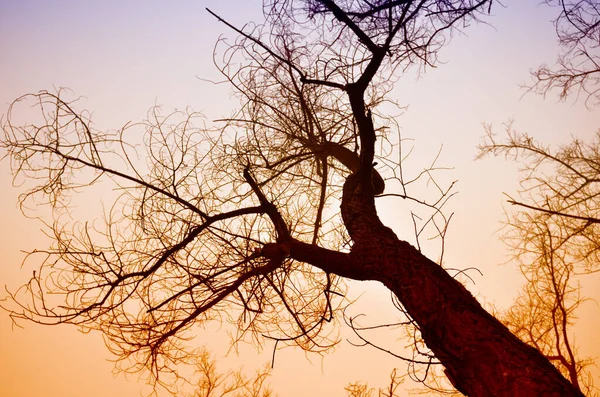 Treetop Winter Evening Sun — Stock Photo, Image