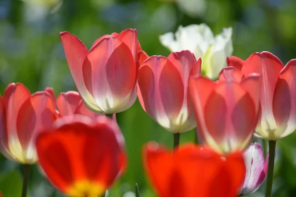 Τουλίπες Τουλίπα Τουλίπα Κόκκινο Κήπο Λουλούδι Στον Κήπο Λουλούδια Στον — Φωτογραφία Αρχείου