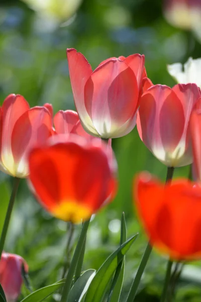 Tulipanes Tulipán Tulipa Rojo Jardín Flor Jardín Flores Jardín Jardín — Foto de Stock