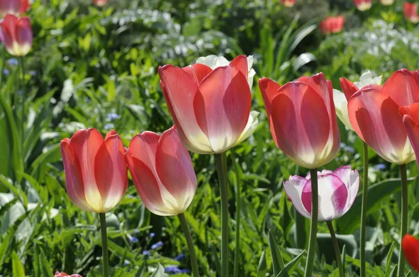 Tulipes Tulipes Tulipa Rouge Jardin Fleurs Jardin Fleurs Jardin Jardin — Photo