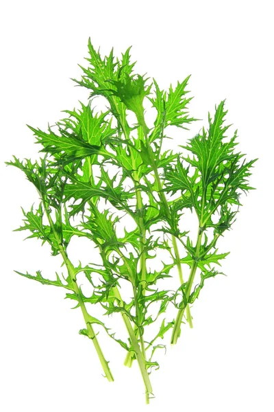 Mizuna Brassica Rapa Var Nipposinica Frische Grüne Blätter Vor Weißem — Stockfoto