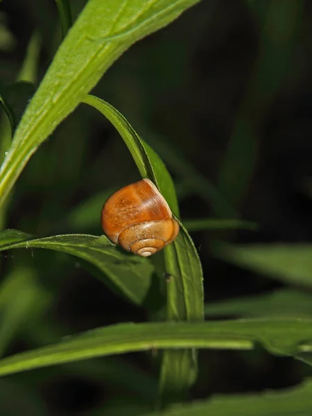 カタツムリらせん状の生き物軟体動物 — ストック写真