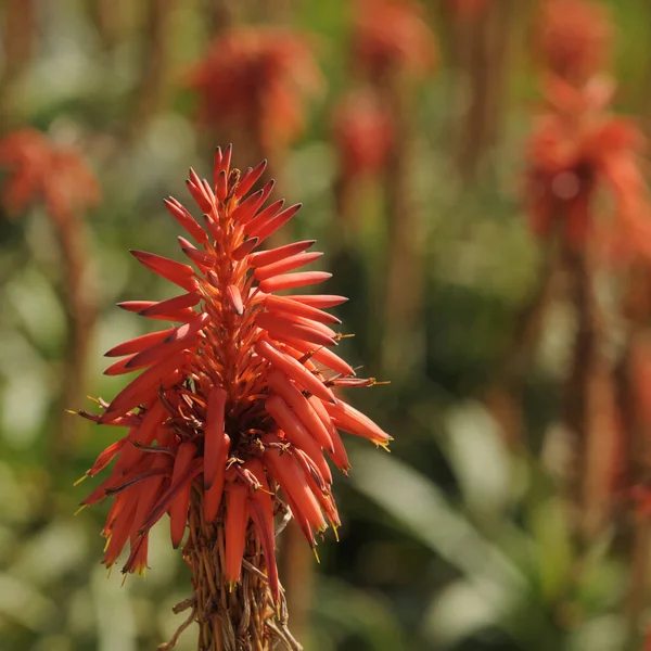 Baumaloes Aloes Czerwony Aloes Kanadyjski — Zdjęcie stockowe