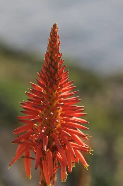 Baumaloe Aloe Planta Vermelha Candelabra Aloe — Fotografia de Stock