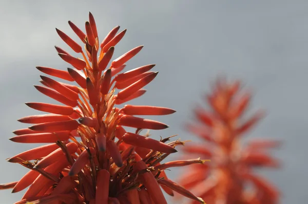 Baumaloe Red Plant Aloe Candelabra Aloe — Stok Foto