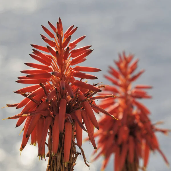 Baumaloe Kırmızı Bitki Aloe Şamdan Aloesi — Stok fotoğraf