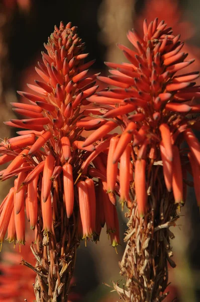 Baumaloe Kırmızı Bitki Aloe Şamdan Aloesi — Stok fotoğraf