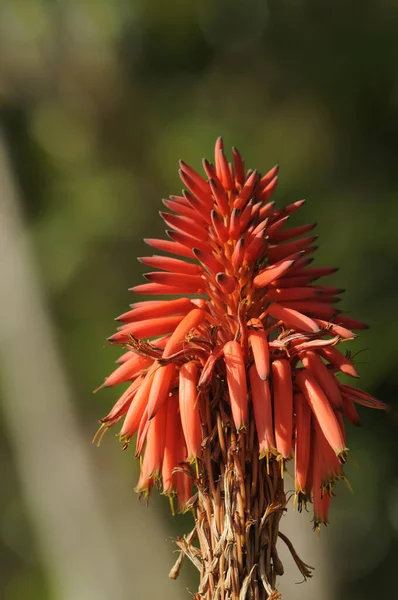 Baumaloe Aloe Planta Vermelha Candelabra Aloe — Fotografia de Stock