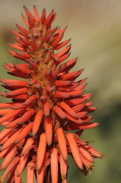 Baumaloe Red Plant Aloe Candelabra Aloe — Stok Foto
