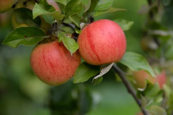 Maçã Macieira Árvore Galho Ramo Vermelho Fruto Agricultura Comida Maçãs — Fotografia de Stock