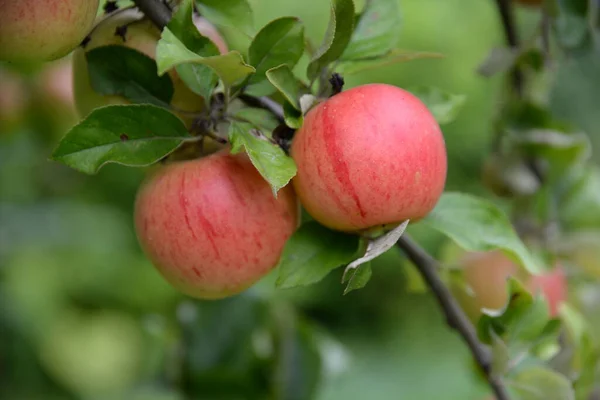 Maçã Macieira Árvore Galho Ramo Vermelho Fruto Agricultura Comida Maçãs — Fotografia de Stock