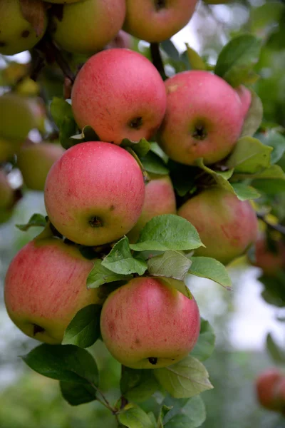 Maçã Macieira Árvore Galho Ramo Vermelho Fruto Agricultura Comida Maçãs — Fotografia de Stock