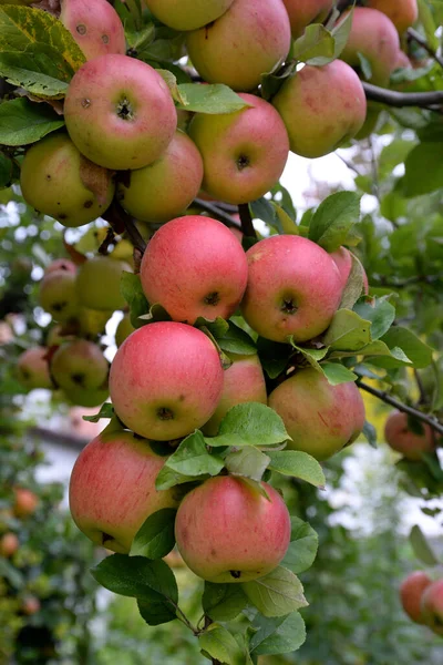 Maçã Macieira Árvore Galho Ramo Vermelho Fruto Agricultura Comida Maçãs — Fotografia de Stock