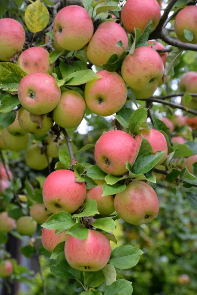 Maçã Macieira Árvore Galho Ramo Vermelho Fruto Agricultura Comida Maçãs — Fotografia de Stock